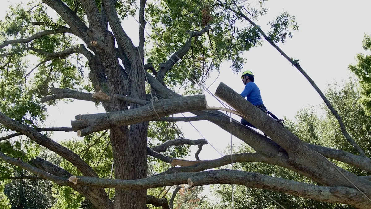 Professional Hazardous Tree Removal performed by certified arborists in Hillview